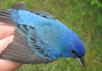 Indigo bunting bird resting in an individuals hands