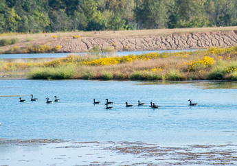 Geese swimming in a wetland area saturated by surface water