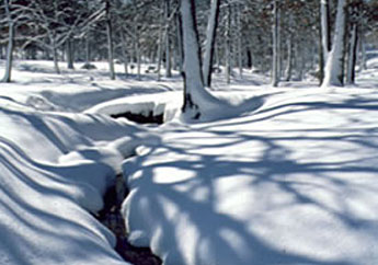 Snow in the forest with a creek on the left side.