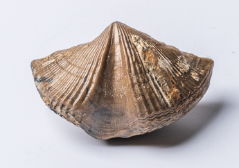 Brachiopod fossil 