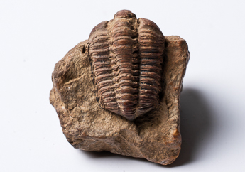 Trilobite specimen