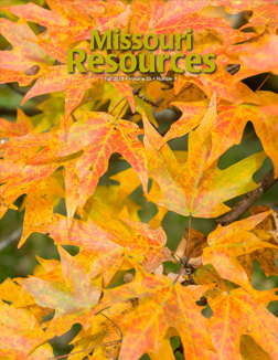 Maple leaves scatter across 1,000th Mile Trail at Harry S Truman State Park. Opened in 2015, the trail marks the park system's 1,000th mile of trail.