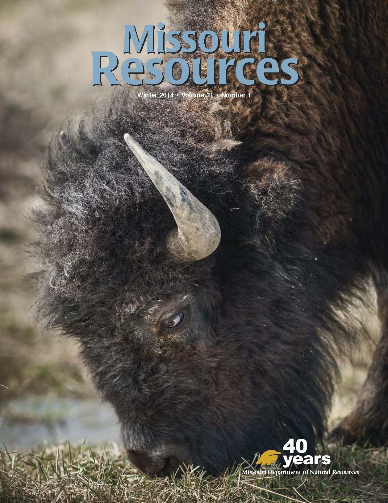 A grazing bison at Prairie State Park, near Lamar.