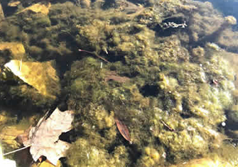 Blue-green algae in water