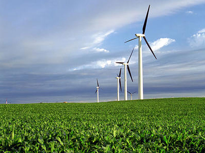 Wind turbines in a corn field.