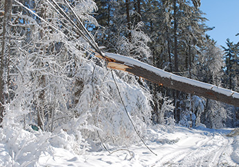Large tree fallen onto an electrical powerline after a blizzard
