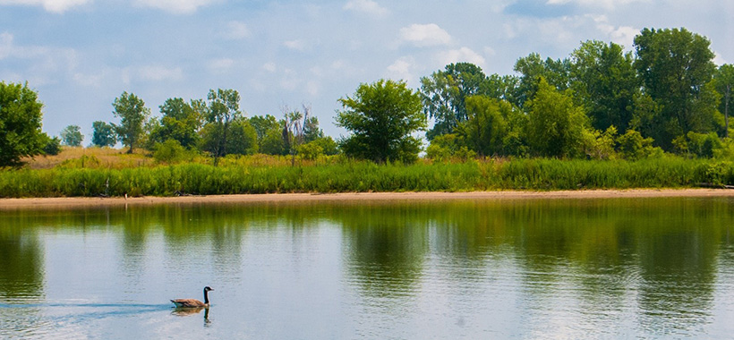 A Canadian Goose swimming across a body of water with a beach, tall prairie grassland and trees in the background