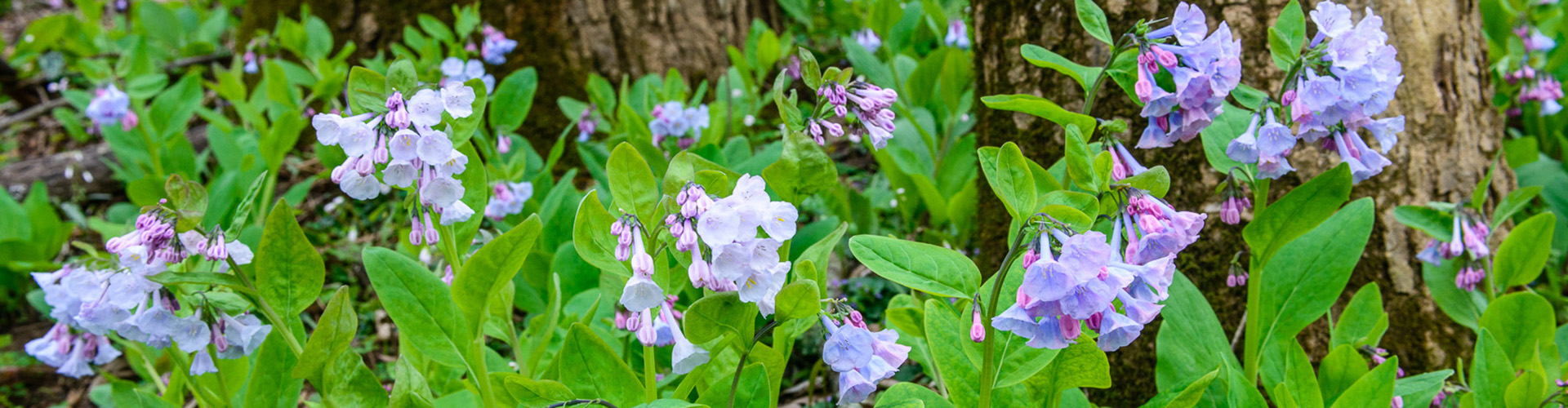 Virginia bluebells in bloom
