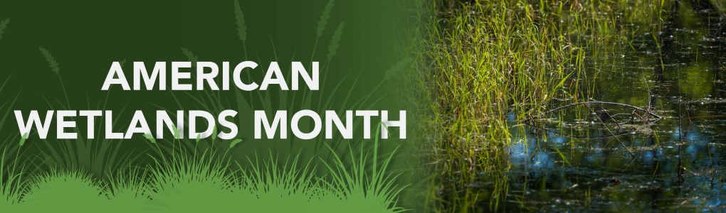 Wetland grasses and standing water with text that reads "American Wetlands Month"