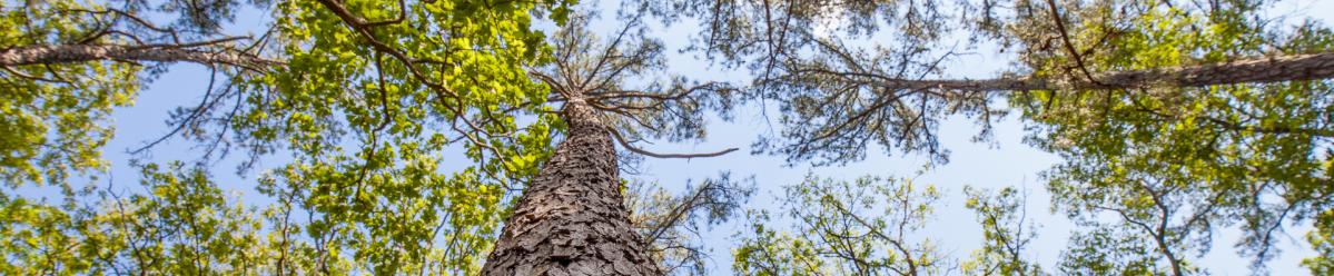 Tree tops from the view of standing at the base of the tree, up towards the sky