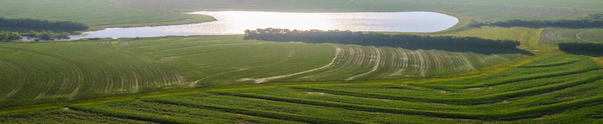 Aerial view of several cropland fields separated by tree rows with a large lake in the background