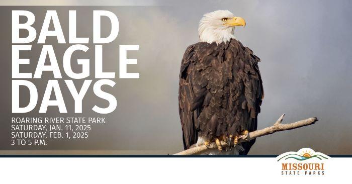Bald Eagle Days with adult bald eagle sitting on limb.