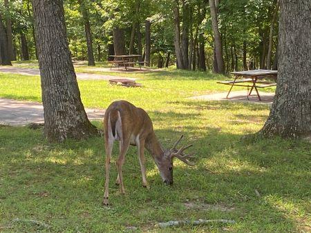 A young deer with antlers grazes on grass in a state park campground with trees and picnic tables in the background.
