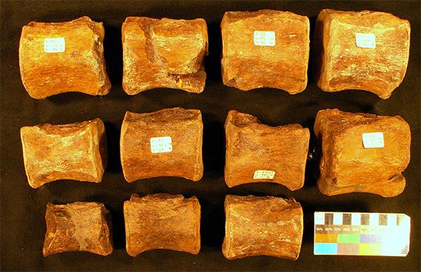 11 Missouri dinosaur bones, Hypsibema missourinesis, Smithsonian photo 1