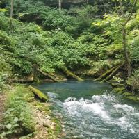 Yelton Spring in Phelps County