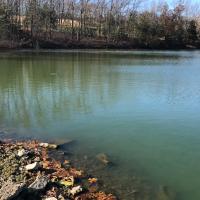 Sometimes cyanobacteria can appear a green turbid water