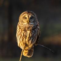 Natural Resources Category Finalist - Dean Specker, Barred Owl, Johnson County, MO