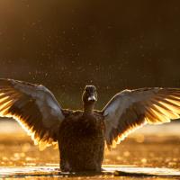 Natural Resources Category Finalist - Chance Wolfe, Majestic Mallard, Greene County, MO