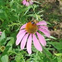 Deer Creek Watershed Rainscaping Project, Third Year - Purple Coneflower and Bee