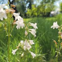 Deer Creek Watershed Rainscaping Project, First Year - Foxglove beardtongue