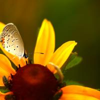 Natural Resources Category Finalist - Samuel Castillo, Butterfly on Black Eyed Susan