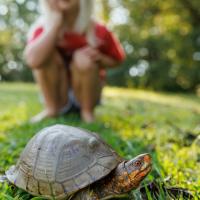 People Enjoying Missouri's Outdoors Category Finalist - Joe Fasig, I like Turtles