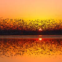 Natural Resources Category Finalist - David Turner, Migration Sunrise
