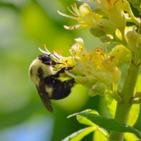 Natural Resources Category Finalist - Amanda Kohl, First Days of Spring