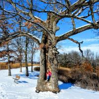 People Enjoying Missouri's Outdoors Category Finalist - Timothy Forck, Snowy Hollow Tree Peek a Boo