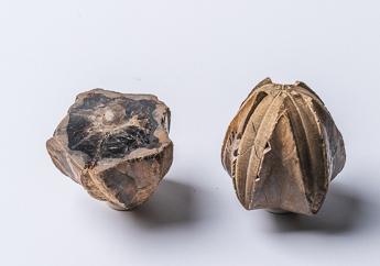 Blastoid fossil specimens