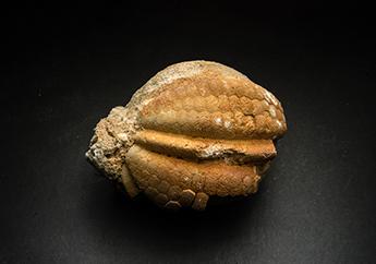 Regular Echinoid specimen