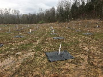 Little St. Francis River bank restoration 