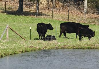 Three black cows are kept from entering a waterway by fencing.