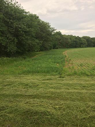 Field border between a row of trees and the outside crop rows in a field.