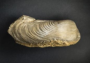 Bivalve fossil