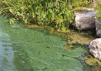 Cyanobacteria swirls with thick green algal mats along the shore