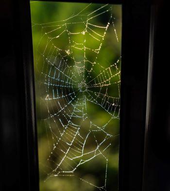 Spider hanging from web that fills a doorway.