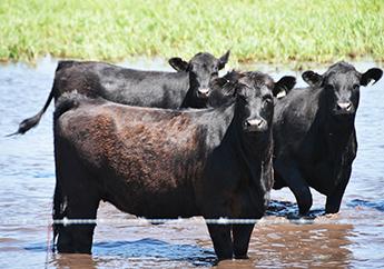 Three black angus cows standing in a pond in a field