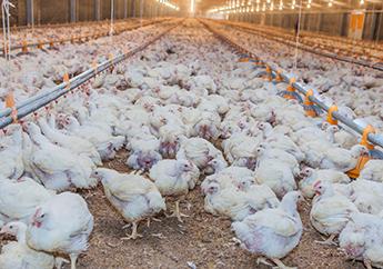 Huge commercial barn with white hens walking around on a dirt floor and feeding 