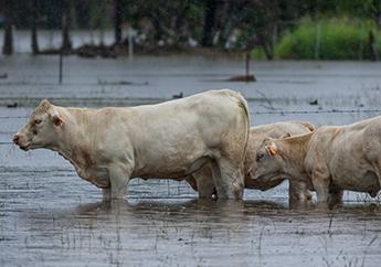 Beef cattle standing calmly in 1-2 foot deep water after heavy rain and flooding.